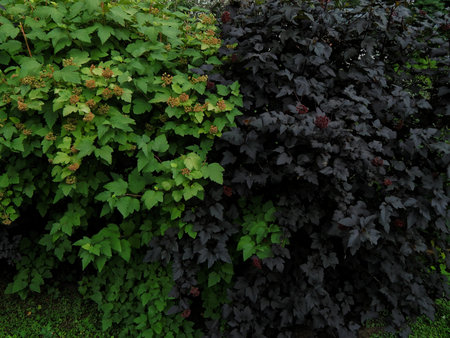 Flowering shrubs in the garden
