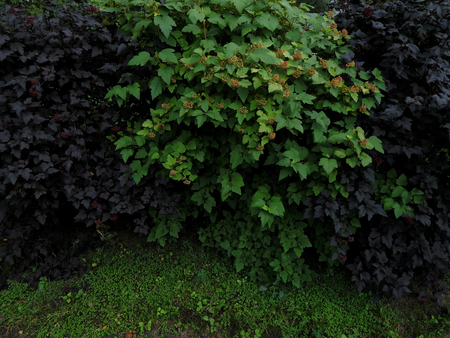 Flowering shrubs in the gardenの写真素材