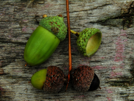 Oak acorns on a wooden surfaceの写真素材