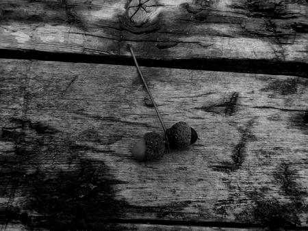 Oak acorns on a wooden surface in black and white imageの写真素材