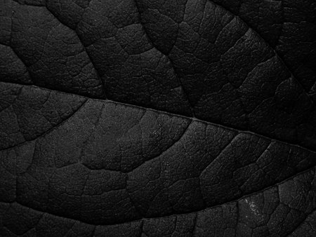 The surface texture of green tree leafの写真素材