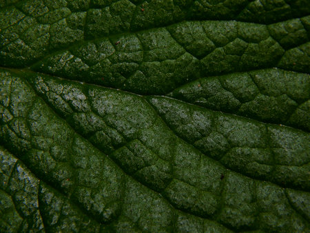 The surface texture of green tree leaf