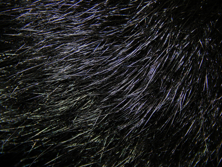 Texture of natural dyeing of fur closeupの写真素材