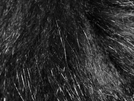 Texture of natural dyeing of fur closeupの写真素材