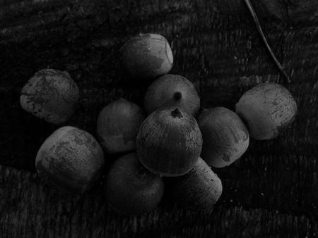 Oak acorns on a wooden surface in black and white imageの写真素材