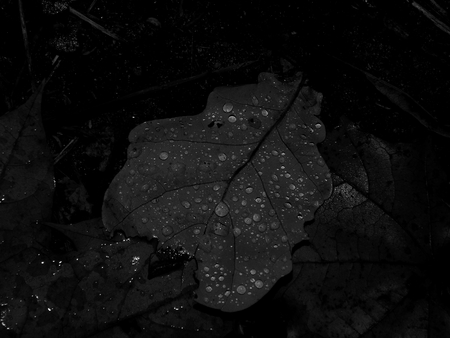 Drops of water on the grass in the style of an old photoの写真素材