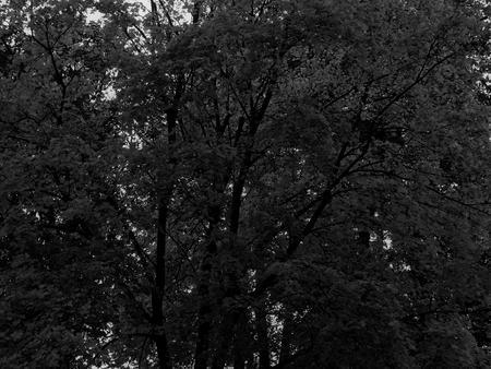 Maple tree in black and white imageの写真素材
