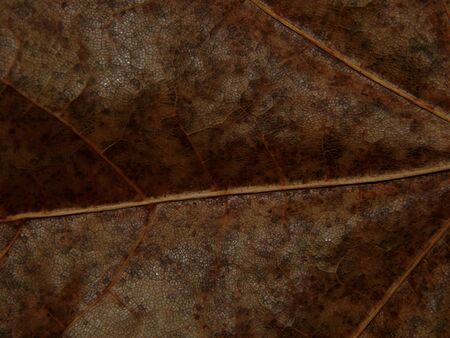 Texture autumn leaf tree close upの写真素材