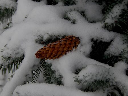 Cone on a branch in a tree close-up of snowの写真素材