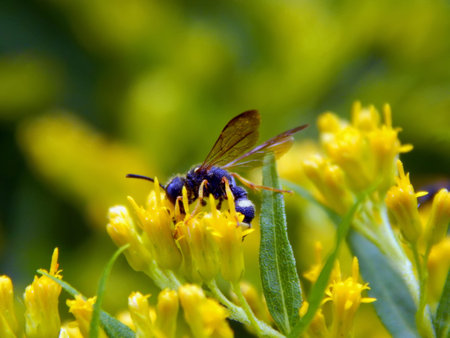 Bee on yellow flowers