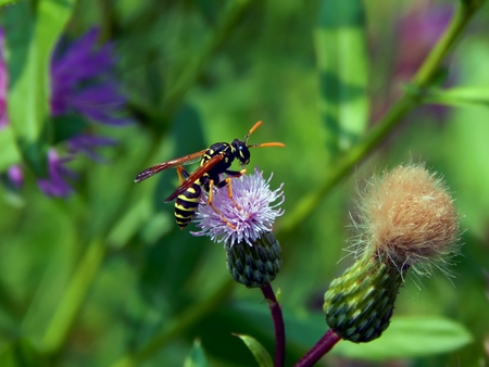 The wild wasp on clover flowersの写真素材