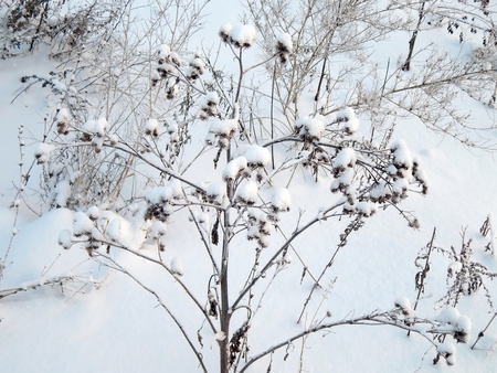 Meadow thorn in winter frost closeupの写真素材