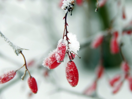 Red berries of barberry in the winter frost closeupの写真素材