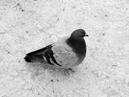 Urban pigeon in black and white imageの写真素材