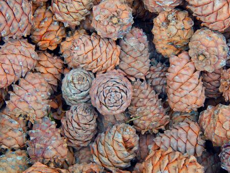 Cones of pine nuts closeupの写真素材