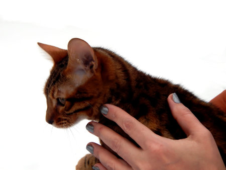 Bengal kitten in woman hands close up