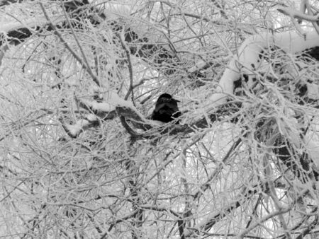 Black crow sitting on a snow-covered tree branches in winterの写真素材