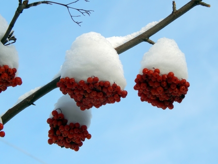 Red mountain ash on a branch in the snowの写真素材