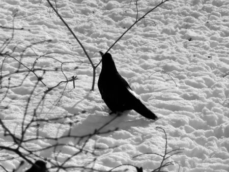 Black crows in the snow on a black and white imageの写真素材