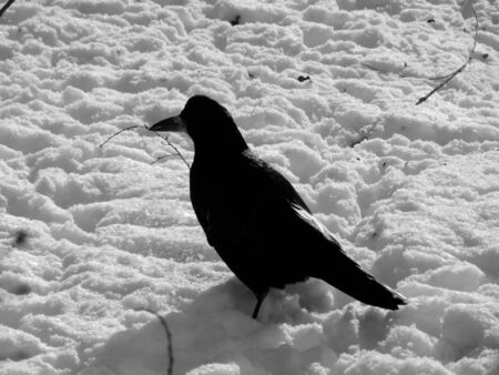 Black crows in the snow on a black and white imageの写真素材