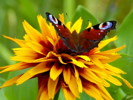 Swallowtail Butterfly on flower close-upの写真素材