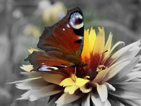 Swallowtail Butterfly on flower close-upの写真素材