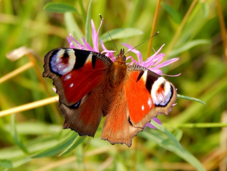 Swallowtail Butterfly on flower close-upの写真素材