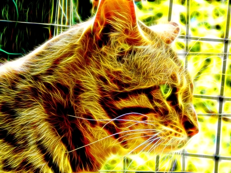 Image of a Bengal cat in neon colorの写真素材
