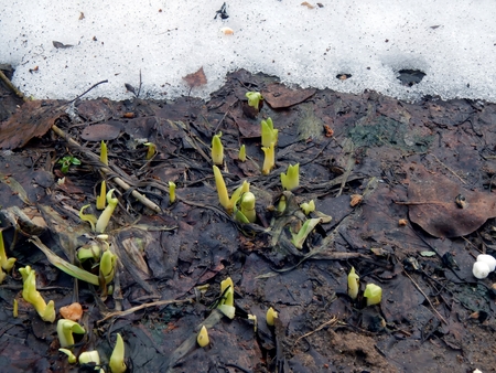 Spring flowers of crocus in the snow close upの写真素材