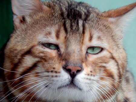 Portrait of a Bengal cat close-up with green eyesの写真素材