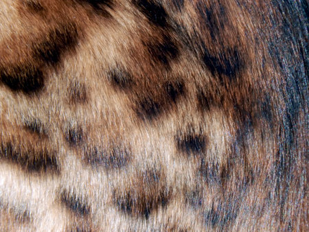 Natural wool of a wild cat of a leopard close upの写真素材