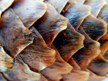 Texture of a pine cone close-up surface