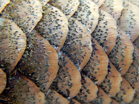 Texture of a pine cone close-up surfaceの写真素材