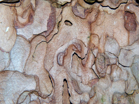Texture of the surface of the bark of a tree close up