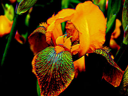 Illustration of a yellow iris flower on a black backgroundの写真素材