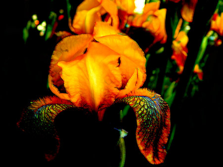 Iris flower on a black background