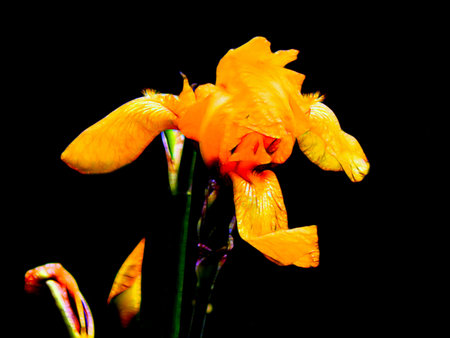 Illustration of a yellow iris flower on a black background