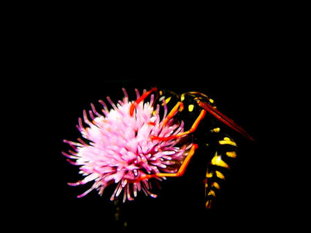Wild wasp against a black backgroundの写真素材