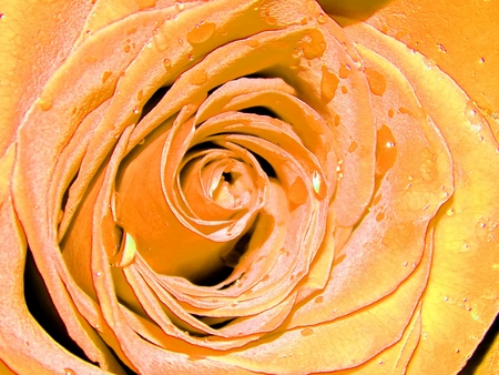 Beautiful rose petals close-upの写真素材