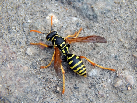 Wild wasp sits on the ground close upの写真素材