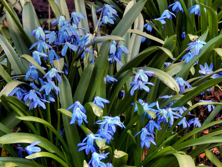 The first spring blue flowers close-up