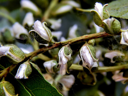 Season of flowering poplar fluff on a close-up branch