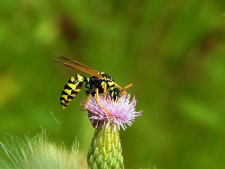 Wasp on flower meadow thistlesの写真素材