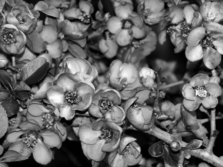 Spring flowers on trees in black and whiteの写真素材