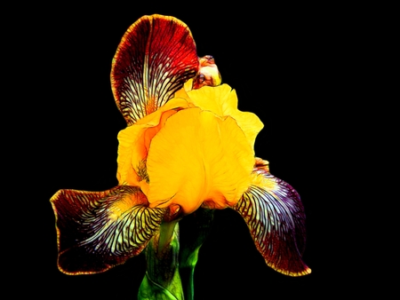 Illustration of iris flowers on a black backgroundの写真素材