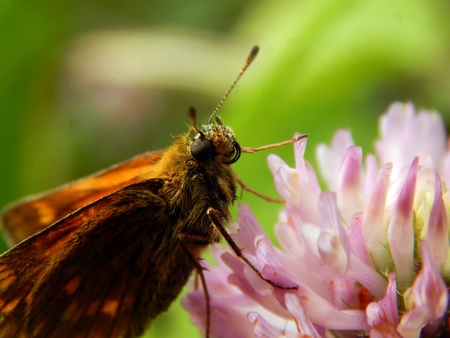 Butterfly on a meadow flower close-upの写真素材