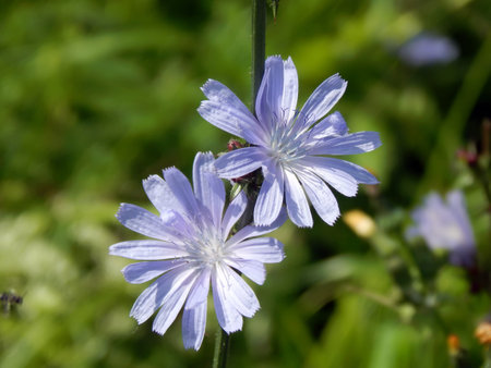 Close-up of chicory flowerの写真素材