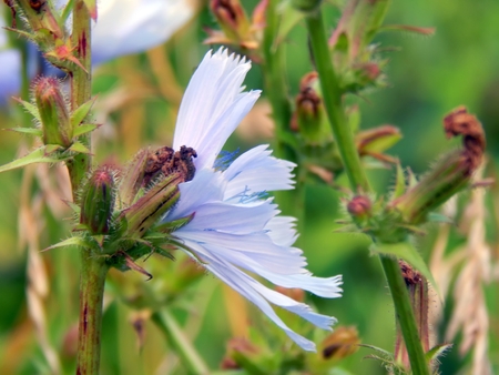 Close-up of chicory flowerの写真素材