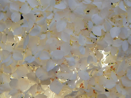 Beautiful background of white flowers close-upの写真素材