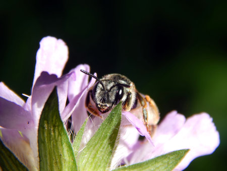Wasp on flower meadow thistles